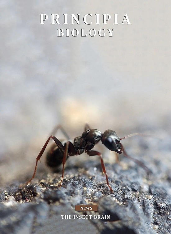 蚂蚁，也懂笛卡尔坐标系？ - 1