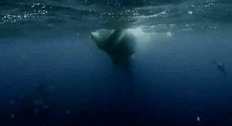 十几米长的巨型怪虫吓坏潜水员，一张大嘴堪称海洋版“沙虫” - 13