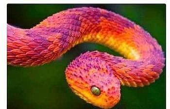 世界上最奇怪的蛇，竟然可以做妇女的耳环还有体香