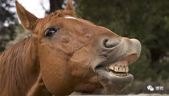 当一匹马对我笑，我患上了“恐牙症”！ - 2