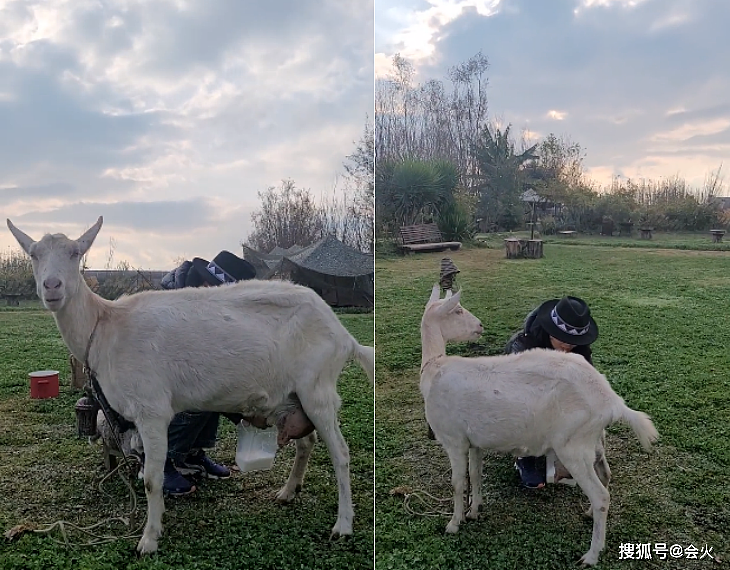 46岁龚琳娜草地上挤羊奶！姿势熟练大声高歌，被羊亲吻一脸兴奋 - 2