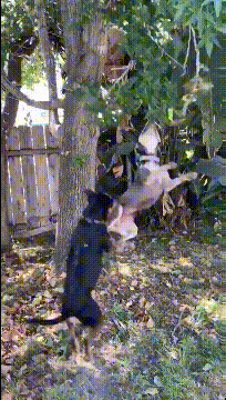 搞笑GIF：狗​：不知道为啥，看见这棵树我就想上吊 - 1