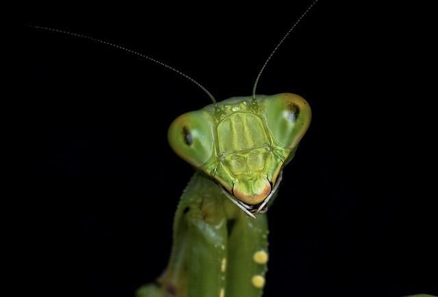 将螳螂的头部百分百放大，甚至可以看见复眼结构。