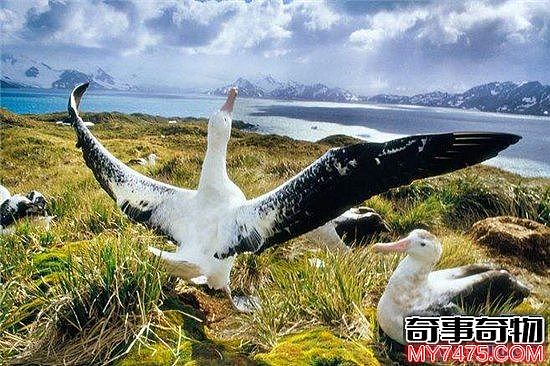 世界上最大的飞鸟 竟然也是搏击海浪的勇者