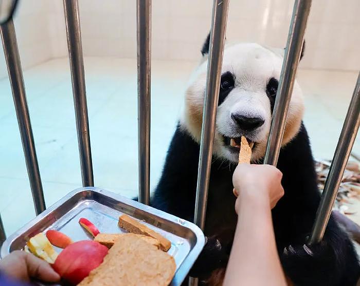 打脸闹事韩星！熊猫福宝断毛风波升级，在韩国饲养期间问题更大 - 12