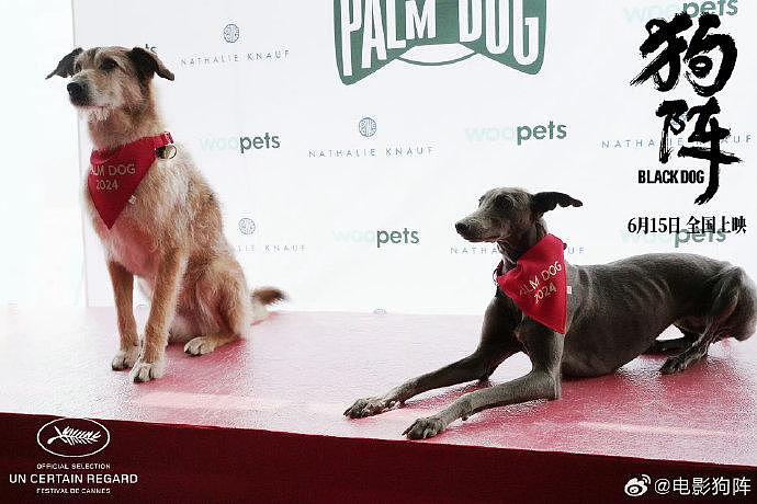 在戈壁拍摄《狗阵》期间，狗狗们和电影人们一起度过了一段艰辛的创作历程… - 3