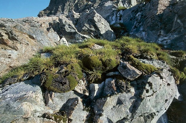 生长在南极库弗维尔岛岩石上的南极毛草。