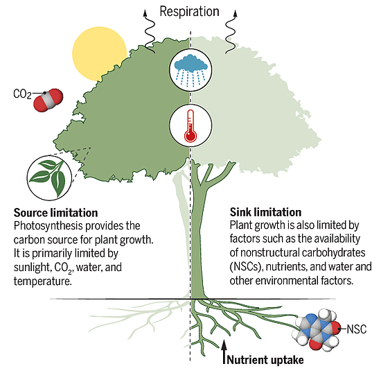 树木生长由什么决定？最新《科学》：我们可能弄错了 - 2
