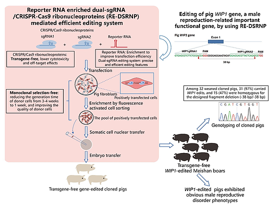 基因编辑美味猪猪：新技术可快速培育非转基因克隆猪 - 2