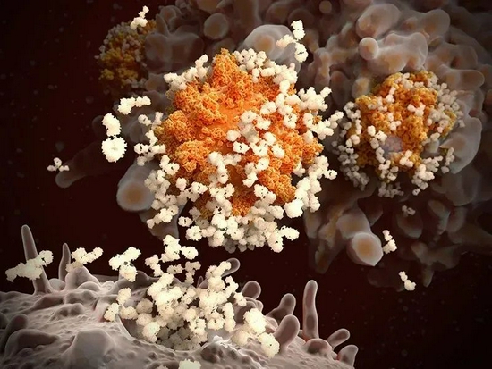 抗体对新冠病毒颗粒（如图）做出反应。研究人员正在探明为何COVID-19康复后再打疫苗的人拥有更强的免疫应答 | Juan Gaertner/Science Photo Library