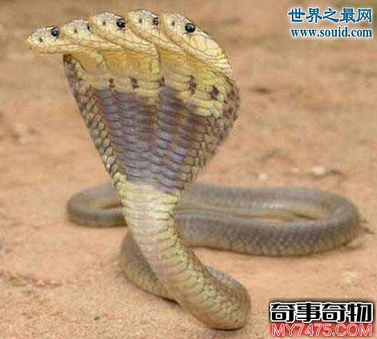 印度神庙惊现五头蛇 五头蛇是人PS出来的 是假的