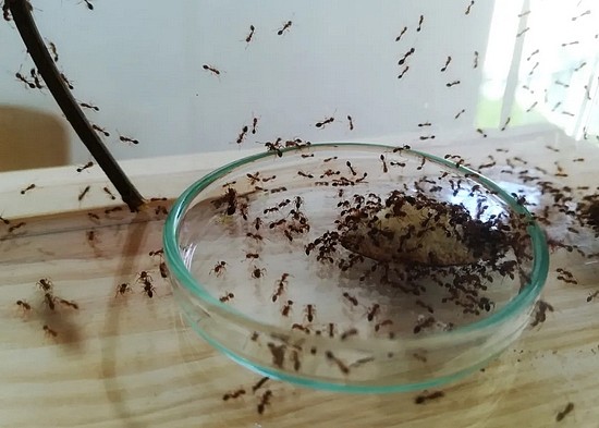 入侵红火蚁（Solenopsis invicta）。图片来源：wikimedia