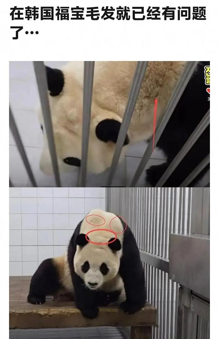 打脸闹事韩星！熊猫福宝断毛风波升级，在韩国饲养期间问题更大 - 14