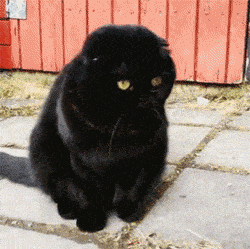 主人逗这只黑猫时，它的头就不会不自觉的摇得跟拨浪鼓似的，好魔性 - 1