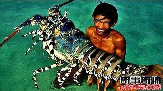 巨型龙虾重24斤年龄95岁 能长到12斤的基本被吃了