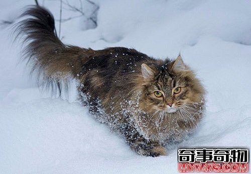 世界上最耐寒的猫 挪威森林猫能在零下二十度的环境中生存