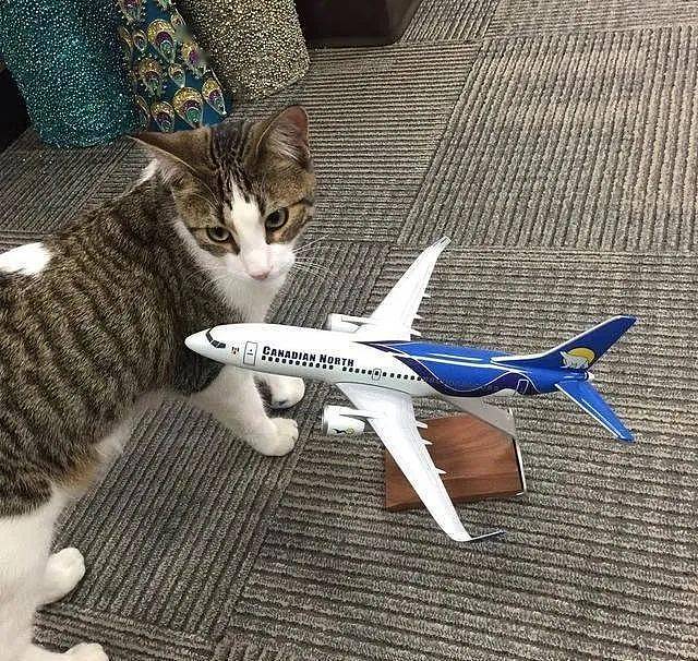 加拿大航空公司来了一个新成员，竟是一只猫 - 2