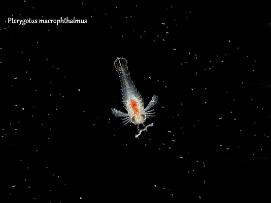 在夜间潜入深水，探索海洋古生物的绚丽 - 3