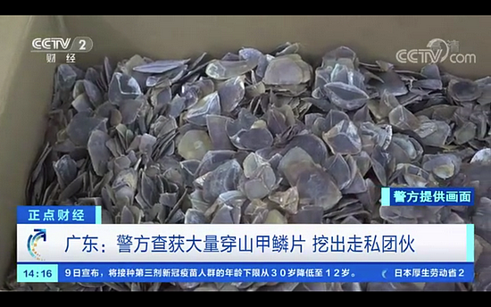 广东警方查获8吨穿山甲鳞片，走私背后是16000次杀戮 - 1