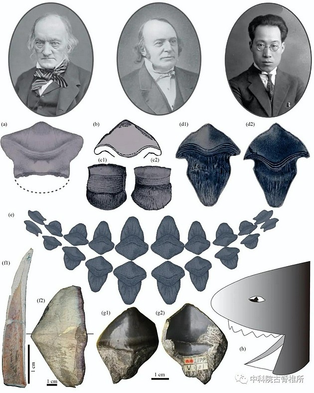 2.9亿年前山西阳泉瓣齿鲨的生态复原图（杨定华绘）