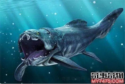 史前十大怪物 巨齿鲨可以轻松咬穿鲸鱼肋骨