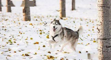 网友带哈士奇到雪地玩，下一秒简直变了一只狗，好美！ - 4