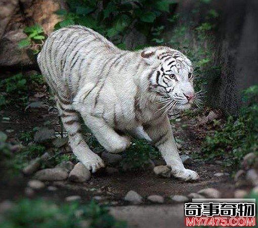 全世界纯孟加拉虎仅有过两只 现存白虎均为人工繁衍