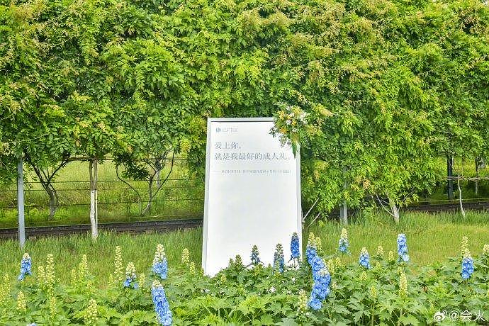 看到大家在LOFTER金句装置的杭州径山花海里打卡拍照的样子真的心软软了… - 7