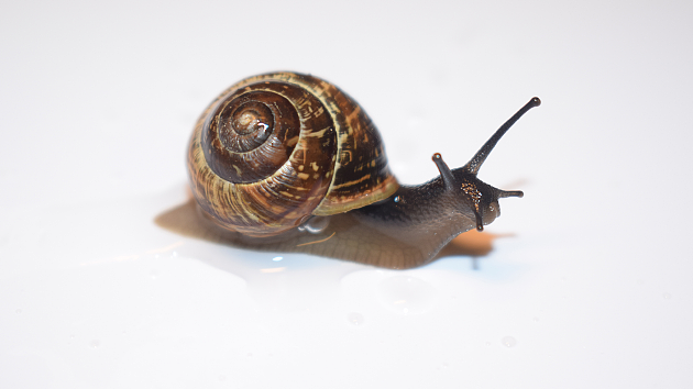 3月31日，《生态学》杂志上发表文章称，野生蜗牛粪便中共发现10种缓步生物，其中5种仍然活着，一些缓步生物幸存者甚至逐渐恢复并繁衍后代，这提供了缓步生物从动物肠道排泄后繁殖的首个证据。