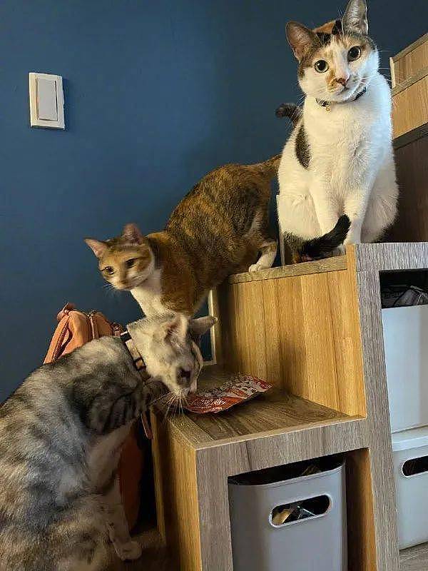 3只猫偷零食吃，被主人发现后，零食已经成这样了！ - 1