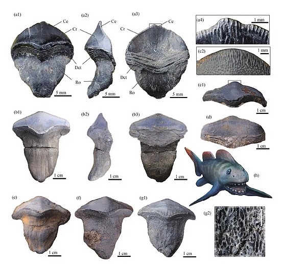 山西阳泉太原组钱石灰岩里的瓣齿鲨的牙齿化石 （盖志琨摄，杨定华绘制复原图）