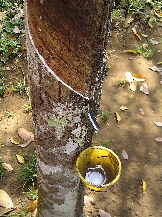 割橡胶树干取乳胶 | 图源：Wikipedia