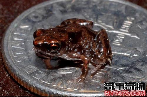 世界上最小的十种动物 比蝌蚪还小的青蛙见过没