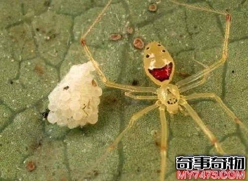 世界上最可爱的蜘蛛 长得人畜无害的笑脸
