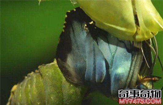 世界上最大的蝴蝶 蓝默蝶翅膀上带虹彩美翻众人