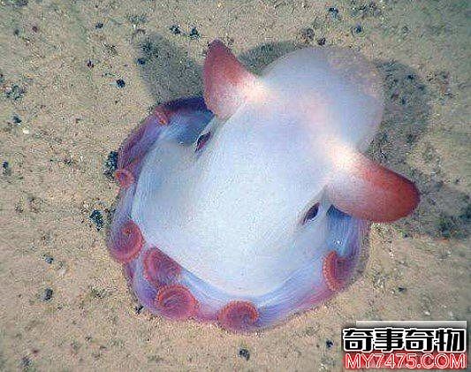 世界上最可爱的章鱼小飞象章鱼