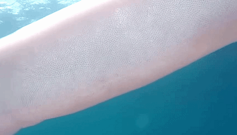 十几米长的巨型怪虫吓坏潜水员，一张大嘴堪称海洋版“沙虫” - 15