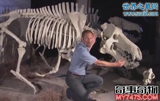 上古巨猪 6500万年前的恐怖杀手 是现代猪的祖先