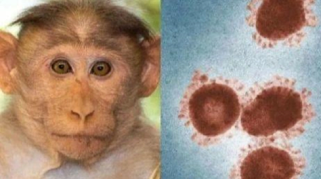 基因测序证实猴痘已大规模社区传播 国卫生官员为6月拉响警报 - 1
