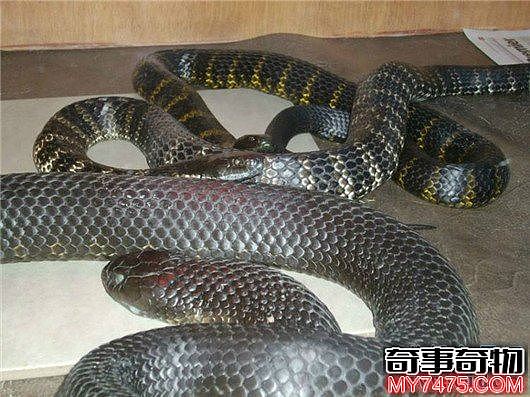 世界上最毒的蛇 细鳞太攀蛇一次毒液可以毒死20万只老鼠