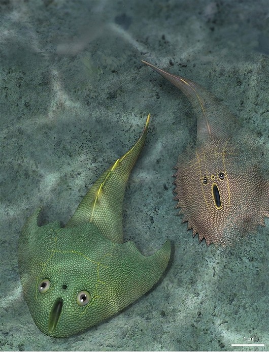 俊卿清水鱼（左）和刺猬安吉鱼生态复原图（杨定华绘）