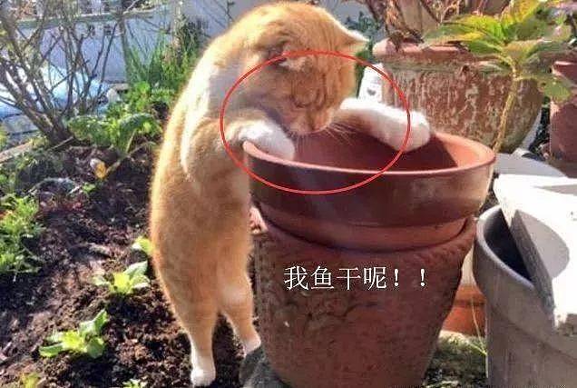 猫咪把小鱼干藏在花盆里，主人悄悄拿走全部鱼干，猫咪的反应亮了 - 3