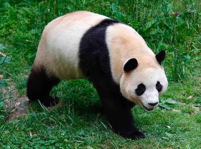 打脸闹事韩星！熊猫福宝断毛风波升级，在韩国饲养期间问题更大 - 16