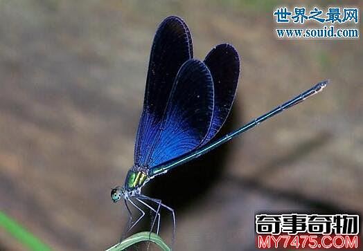 诡异的鬼蜻蜓 飞行时发出像轰炸机的声音 火星异种
