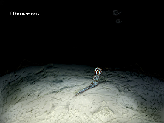 在夜间潜入深水，探索海洋古生物的绚丽 - 8