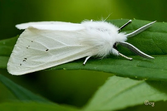 美国白蛾的成虫时期在昆虫界也可以算是形象端正了吧。| Flickr