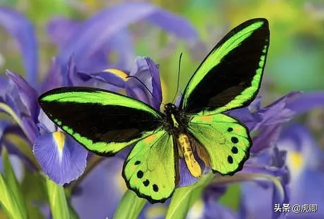 世界上第一漂亮的蝴蝶（世界8大名贵蝴蝶第1是中国特有种）