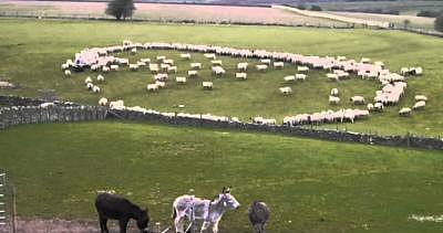 英国骑行者拍下神奇一幕，绵羊摆出麦田怪圈，疑似和外星人沟通