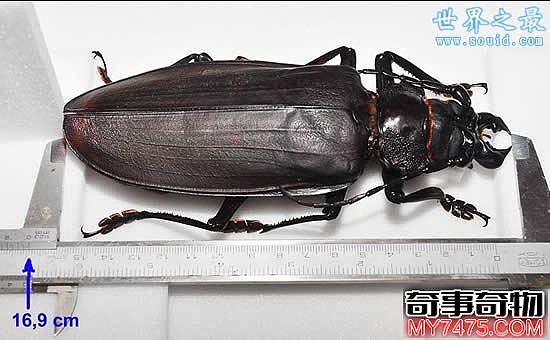 世界上最大的甲虫（其体长可以达到21厘米）