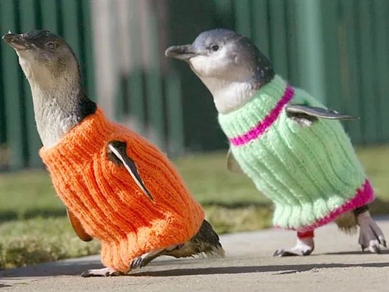 为了防止企鹅被冻死，全世界都开始给它们织毛衣了 - 7